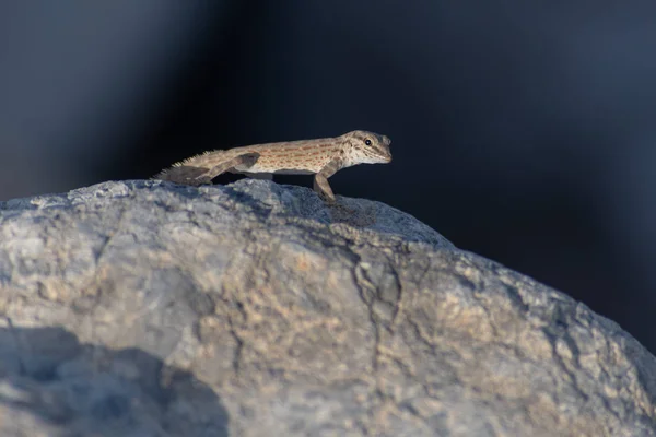 Un sémaphore rocheux Gecko (Pristurus rupestris) au soleil du soir — Photo