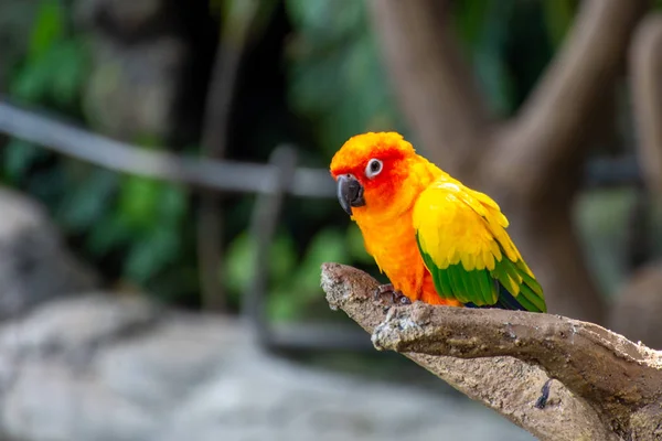Солнечный попугай красивых цветов желтый, оранжевый и красный — стоковое фото