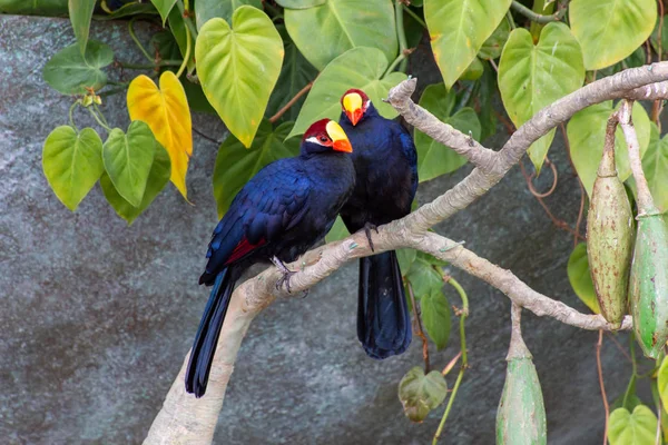 The violet turaco bird, also known as the violaceous plantain eater — Stock Photo, Image