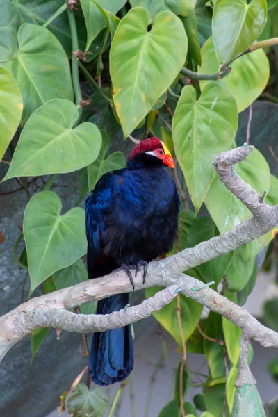 紫罗兰色的图拉科鸟，又名中青花鸟 — 图库照片