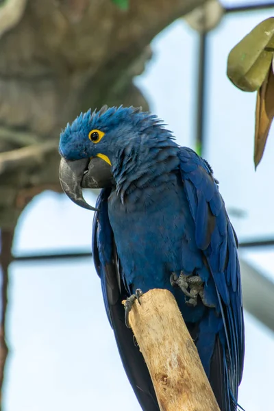 A arara jacinto (Anodorhynchus hyacinthinus), — Fotografia de Stock