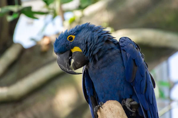 The hyacinth macaw (Anodorhynchus hyacinthinus),