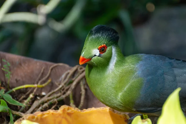 White cheeked turaco (Tauraco leucotis), a green vibrant tropical bird close up in the sunlight peeking through the rainforest in east africa. — Stock Photo, Image