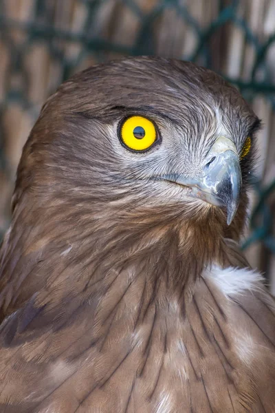 The short-toed snake eagle (Circaetus gallicus), also known as short-toed eagle close up showing off crisp, clear, yellow eye. and feather detail. — Stock Photo, Image