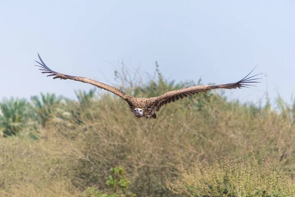 O abutre griffon (Gyps fulvus) voando acima de árvores verdes voa com sua enorme envergadura de asas em um céu azul . — Fotografia de Stock