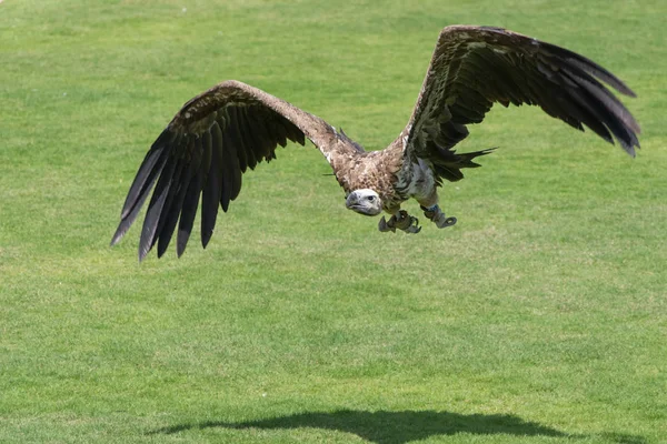 Грифоновый стервятник (Gyps fulvus) взлетает с земли, показывая свои огромные крылья и прогуливаясь по зеленой траве . — стоковое фото