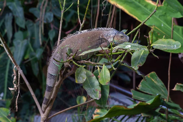 Uma Iguana Verde (Iguana iguana) fica em um galho de árvore na floresta tropical — Fotografia de Stock