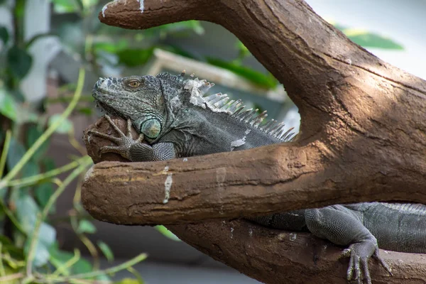 Uma Iguana Verde (Iguana iguana) fica imóvel ao longo de um galho de árvore — Fotografia de Stock