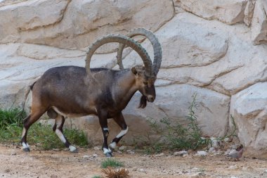 Boynuzları gösteren duran bir erkek Nubian Ibex yakın çekim