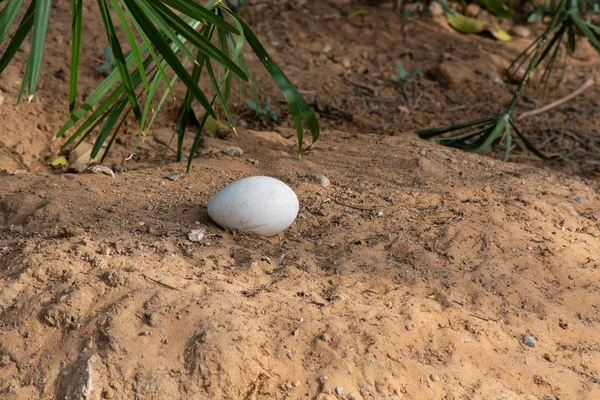 A greater flamingo (Phoenicopterus roseus) egg in a sandy nest — Stock Photo, Image