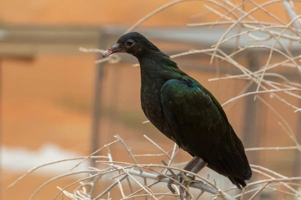 Gros plan d'un jeune pigeon nicobar (Caloenas nicobarica) ) — Photo