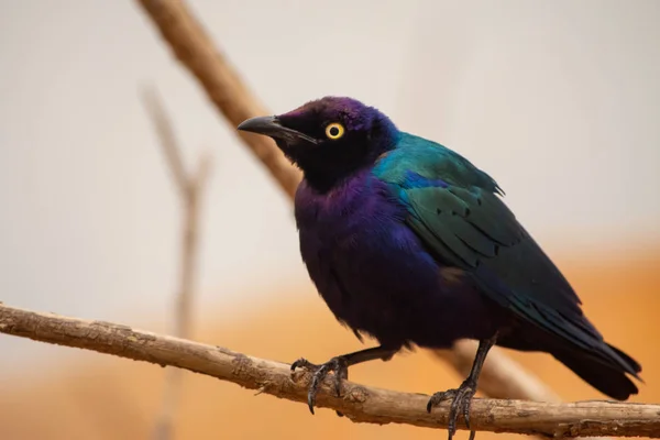 一只紫色和绿色的亚洲光泽的星星鸟的特写 — 图库照片