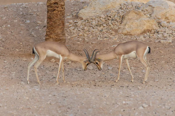 Parę arabskich gazeli piaskowych (Gazella Marica) — Zdjęcie stockowe