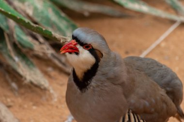 Bir Chukar Partridge (Alectoris chukar) çölde yürüyor.