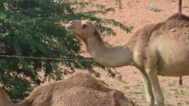 Dromedary develeri çöl kumunda yaprak yiyorlar.. 