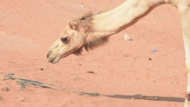 Wielbłądy dromedarne (Camelus dromedarius) w pustynnych wydmach Zjednoczonych Emiratów Arabskich jedzące groszek i liście Ghaf Trees. — Wideo stockowe