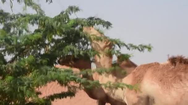 Dromedary camels (Camelus dromedarius) in desert sand dunes of the United Arab Emirates eating peas and leaves of Ghaf Trees. — Stock Video