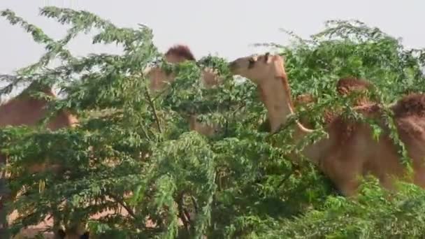 Chameaux dromadaires (Camelus dromedarius) dans les dunes de sable du désert des Émirats arabes unis mangeant des pois et des feuilles d'arbres Ghaf. — Video