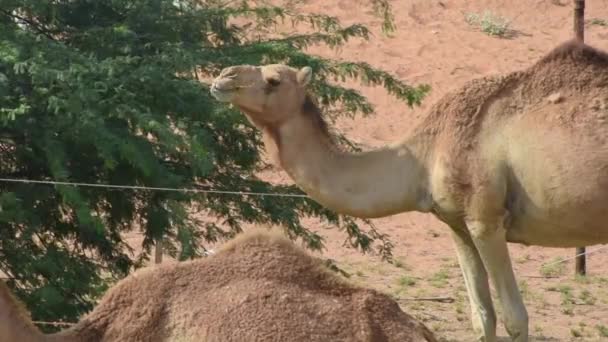 Dromedaris Kamelen die bladeren eten in het woestijnzand. — Stockvideo