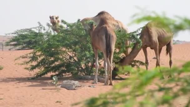 Camellos dromedarios (Camelus dromedarius) en dunas de arena desértica de los Emiratos Árabes Unidos comiendo guisantes y hojas de árboles de Ghaf.. — Vídeo de stock