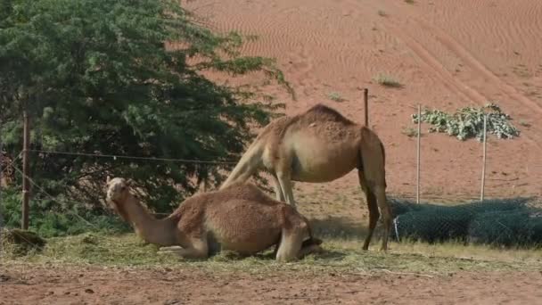 Close up of a pair of dromedary camels (Camelus dromedarius) in desert sand dunes of the United Arab Emirates eating peas and leaves of Ghaf Trees. — Stock Video