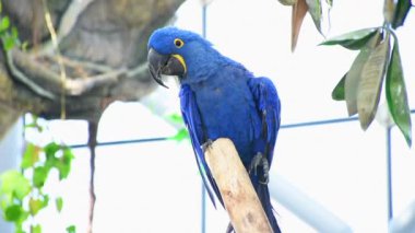 Sümbül papağanı (Anodorhynchus hyacinthinus), ya da Güney Amerika 'da bir dala tünemiş olan sümbül papağanı veya mavi papağan..
