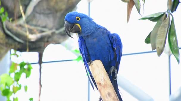 Hyacinth macaw (Anodorhynchus hyacinthinus), nebo hyacinthine macaw nebo modrý macaw usazený na větvi v Jižní Americe. — Stock video