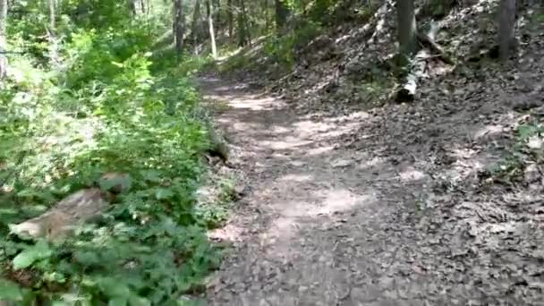 Quiet Empty Pathway Trail Canadian Forest Moving Curved Path Deeper — Stock Video