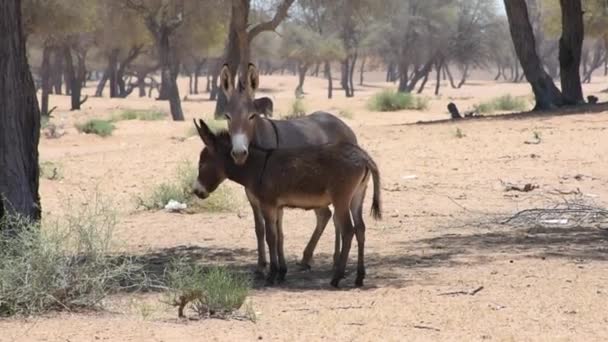 Eşek veya Eşek (Equus africanus asinus) Birleşik Arap Emirlikleri sıcak çöl güneşinde tava. — Stok video