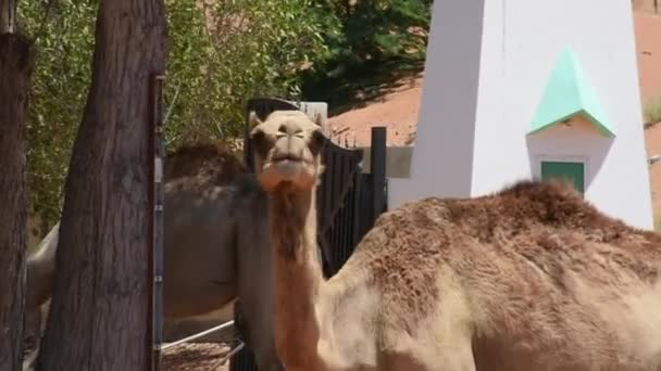 Detailní záběr dvojice dromedárních velbloudů (Camelus dromedarius) v pouštních písečných dunách Spojených arabských emirátů, kteří jedí hrášek a listy Ghaf Trees. — Stock video