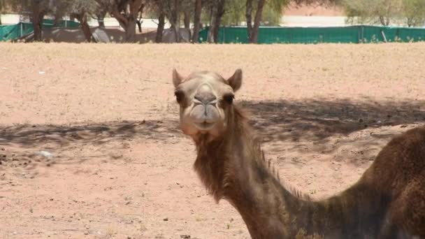 Közelkép egy pár dromedáris tevék (Camelus dromedarius) sivatagi homokdűnék az Egyesült Arab Emírségek eszik borsó és levelek Ghaf fák. — Stock videók
