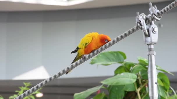 Sarı, turuncu ve kırmızı güneş muhabbet kuşu güzel renkler (Aratinga solstitialis), ayrıca Güney Amerika'da güneş kondüresi olarak bilinen bir ağaç tünemiş. — Stok video
