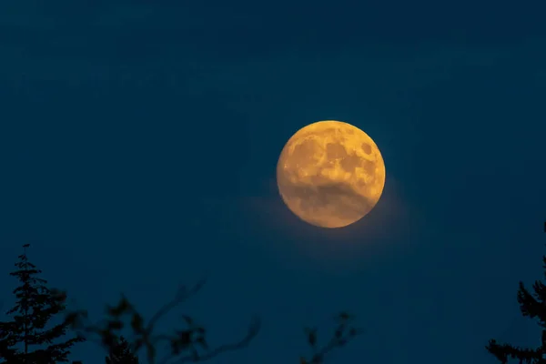 Super lua cheia sobe acima do horizonte no Canadá brilhando amarelo — Fotografia de Stock