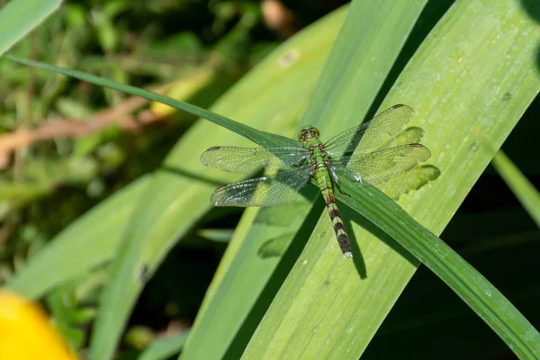 Erythemis simplicicollis, doğu pondhawk, ayrıca ortak pondhawk olarak bilinen Michigan yeşil bir şube üzerinde bir bahçede oturur, Amerika Birleşik Devletleri (Amerika Birleşik Devletleri). — Stok fotoğraf