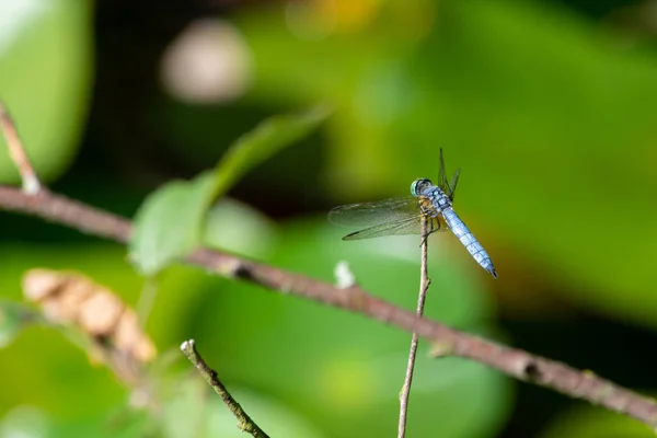 Una libélula azul (Pachydiplax longipennis) de la familia Skimmer —  Fotos de Stock