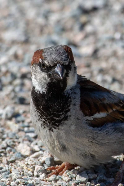 Male House Sparrow (Passer domesticus) se detiene en el suelo — Foto de Stock