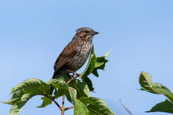 Un Bruant chanteur (Melospiza melodia) perché dans un arbre au ciel bleu — Photo