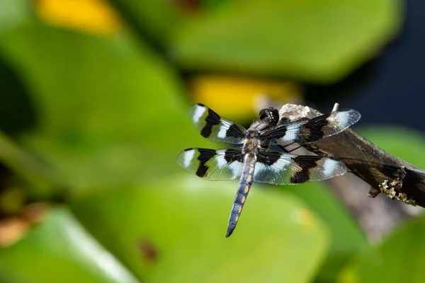 Uma libélula de oito manchas (Libellula forensis) empoleirada — Fotografia de Stock