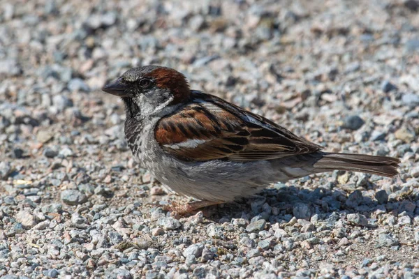 Male House Sparrow (Passer domesticus) se detiene en el suelo — Foto de Stock
