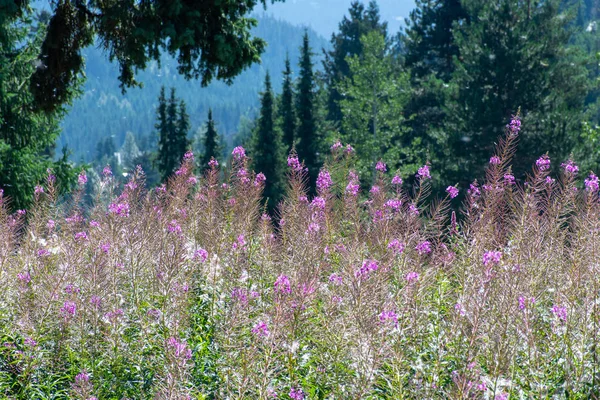 Lila Blüten, die im Wind Pollen in die Luft blasen und strahlender Sonnenschein in Wald und Wiese in der britischen Columbia, Kanada. — Stockfoto