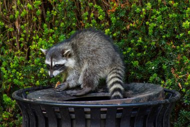 Rakunlar (Procyon lotor) Stanley Park, Vancouver British Columbia, Kanada 'da şehri istila eden çöp tenekesi veya çöp yiyorlar..