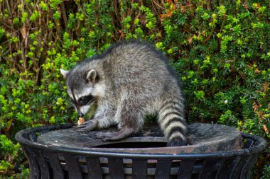 Rakunlar (Procyon lotor) Stanley Park, Vancouver British Columbia, Kanada 'da şehri istila eden çöp tenekesi veya çöp yiyorlar..