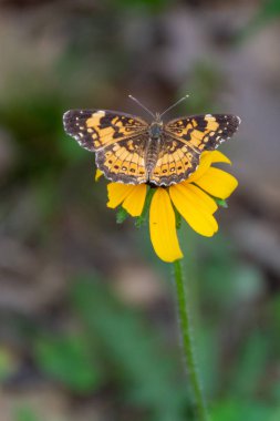 İnci hilal (Phyciodes tharos) kelebek Ontario, Kanada sarı bir çiçek tünemiş.