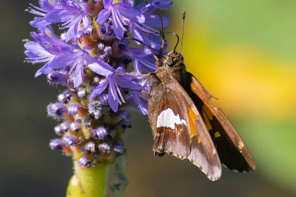 赫斯佩里亚·里奥纳德斯，伦纳德的船长蝴蝶栖息在一朵紫色的花上，靠近加拿大安大略省皮内里省公园. — 图库照片