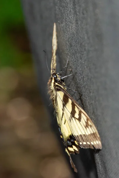 Papilio Glaucus, Wschodni Tygrys swallowtail pokazując żółte kolory w Ontario, Kanada. Widok profilu bocznego. — Zdjęcie stockowe