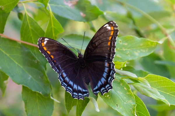 The Red-Spotted Purple ( Limenitis arthemis astyanax ) butterfly in Ontario, Canada close up showing beautiful colours perched on a leaf.