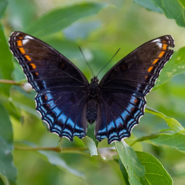 Rudě skvrnitý fialový (Limenitis Arthemis Astyanax) motýl v Ontariu, Kanada zblízka zobrazující nádherné barvy usazené na listě. — Stock fotografie