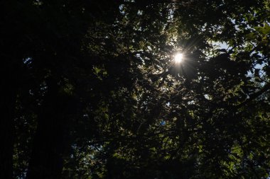 Kanada'da öğleden sonra güneş ışığında parlak yeşil kalın orman ağaçları ile parlayan güneş ışınları.