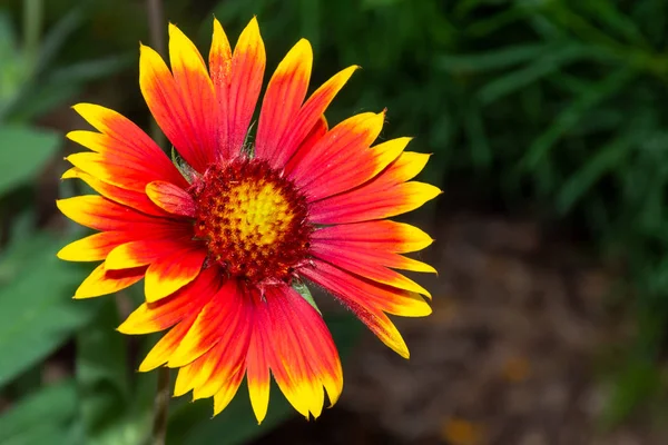 Gaillardia pulchella (firewheel, Indian blanket, Indian blanketflower, or sundance) flower in the sunshine in Ontario, Canada. Copy space right. — Stock Photo, Image