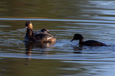 Siyah boyunlu grebe ailesi (Podiceps nigricollis), Kuzey Amerika'da kulaklı grebe olarak bilinen havuzda bebeğini ya da genç liğini sırtında, kırmızı gözve titreşerek Kelowna, Kanada'da yüzer..